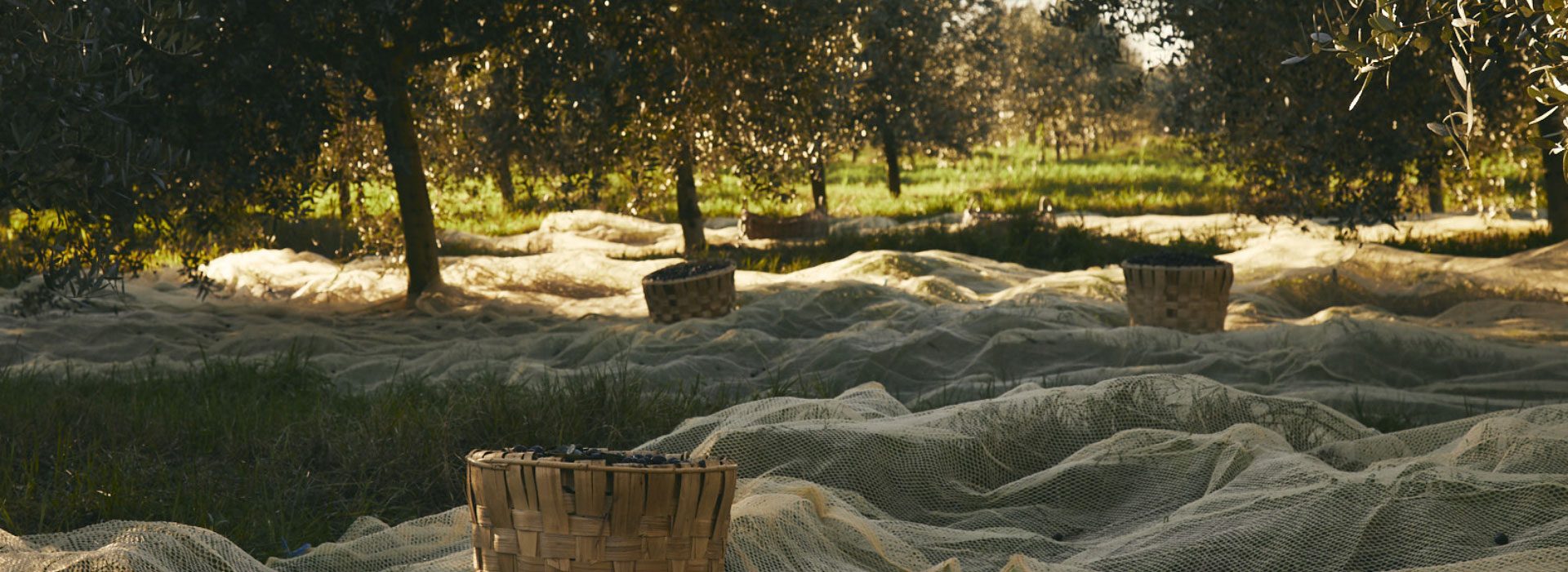 heritage-001 Filippo Berio Heritage